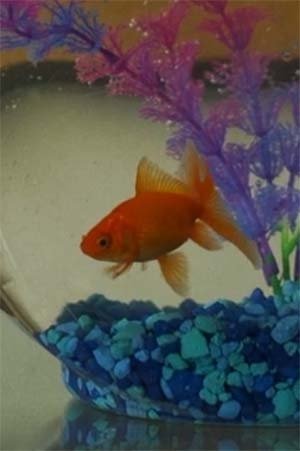 Herminio el Pez backdrop