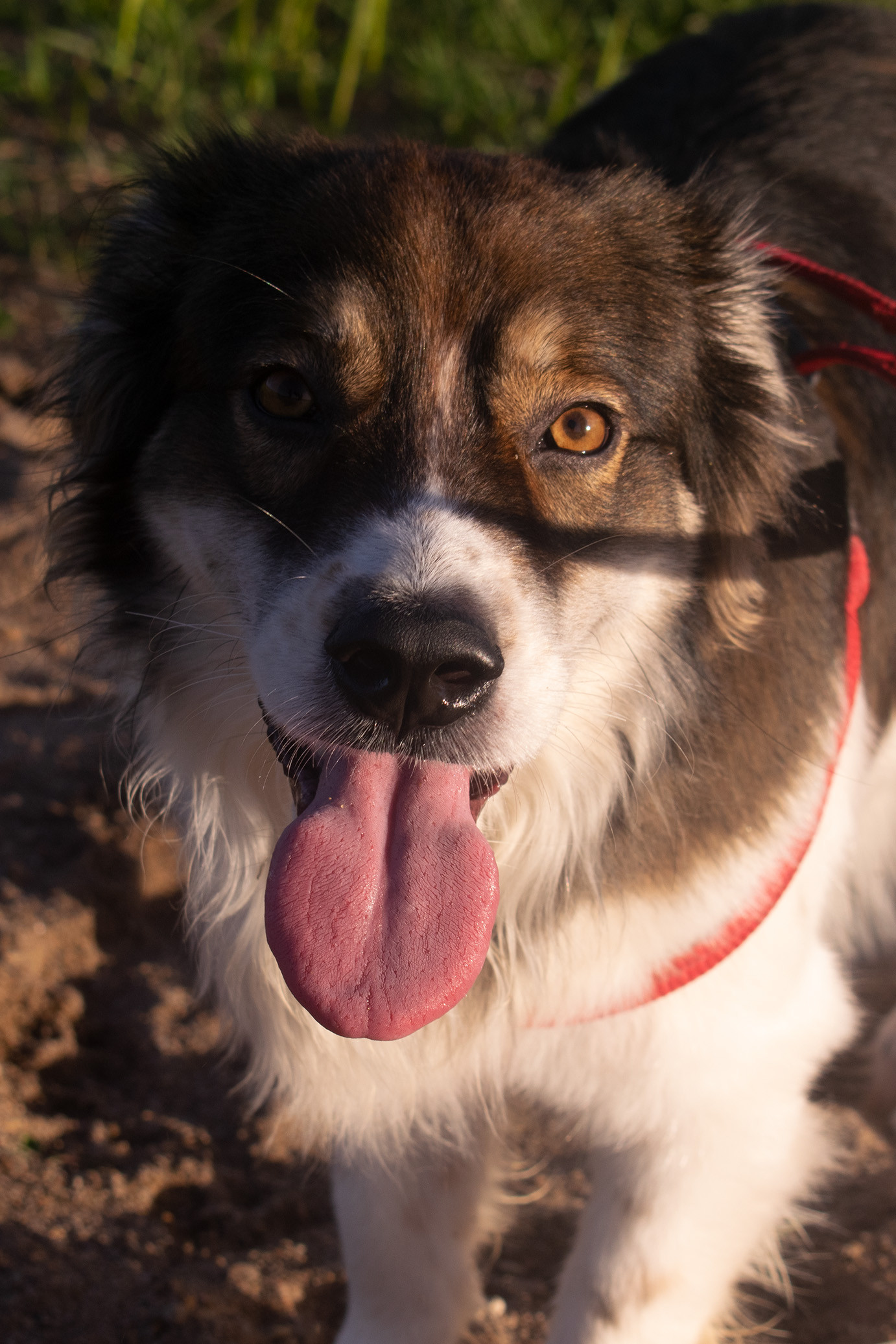 Beethoven Marcos backdrop