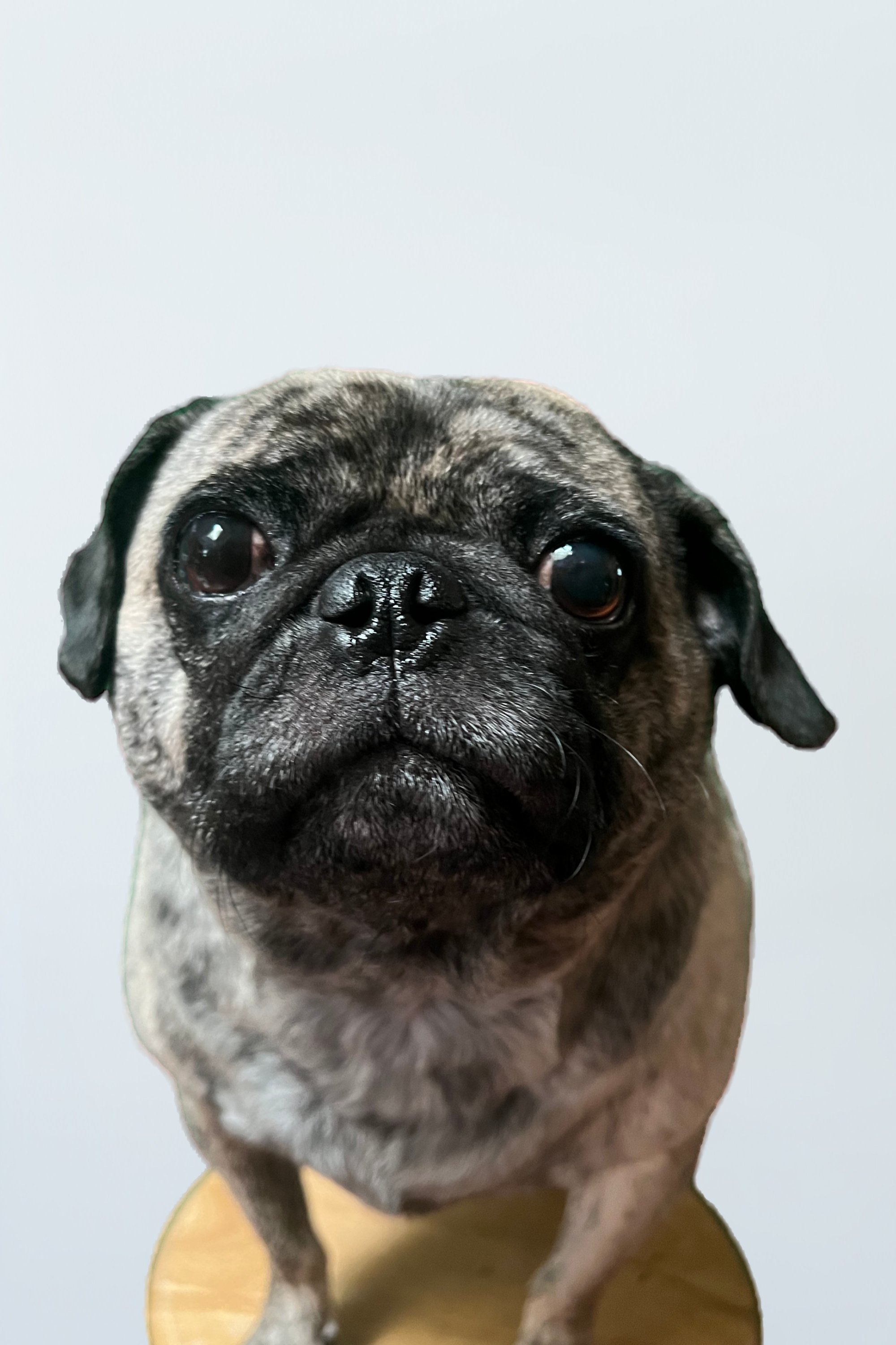 Glenn Hallmark backdrop