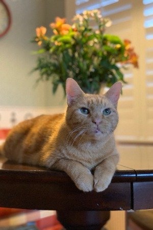 Murphy the Cat backdrop