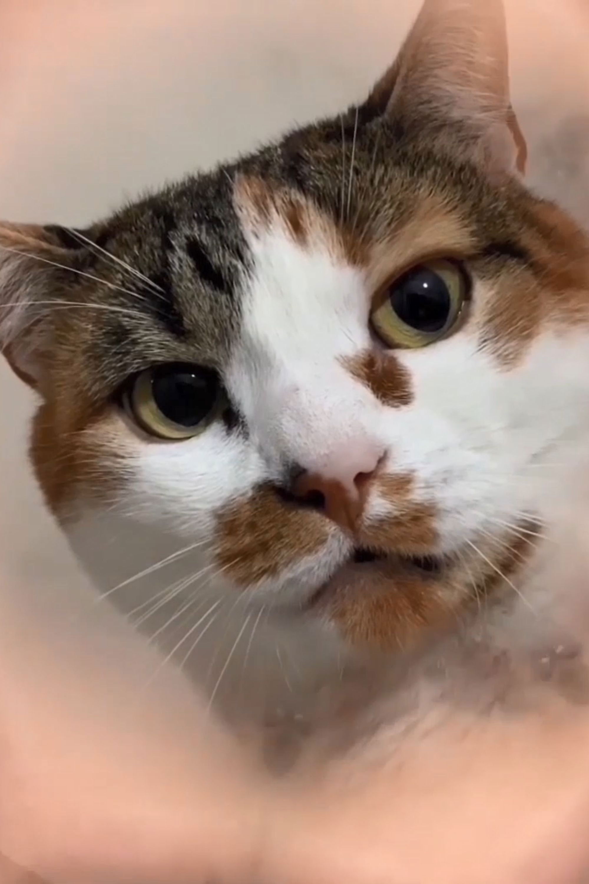 Michelle "Pê" Gomes backdrop