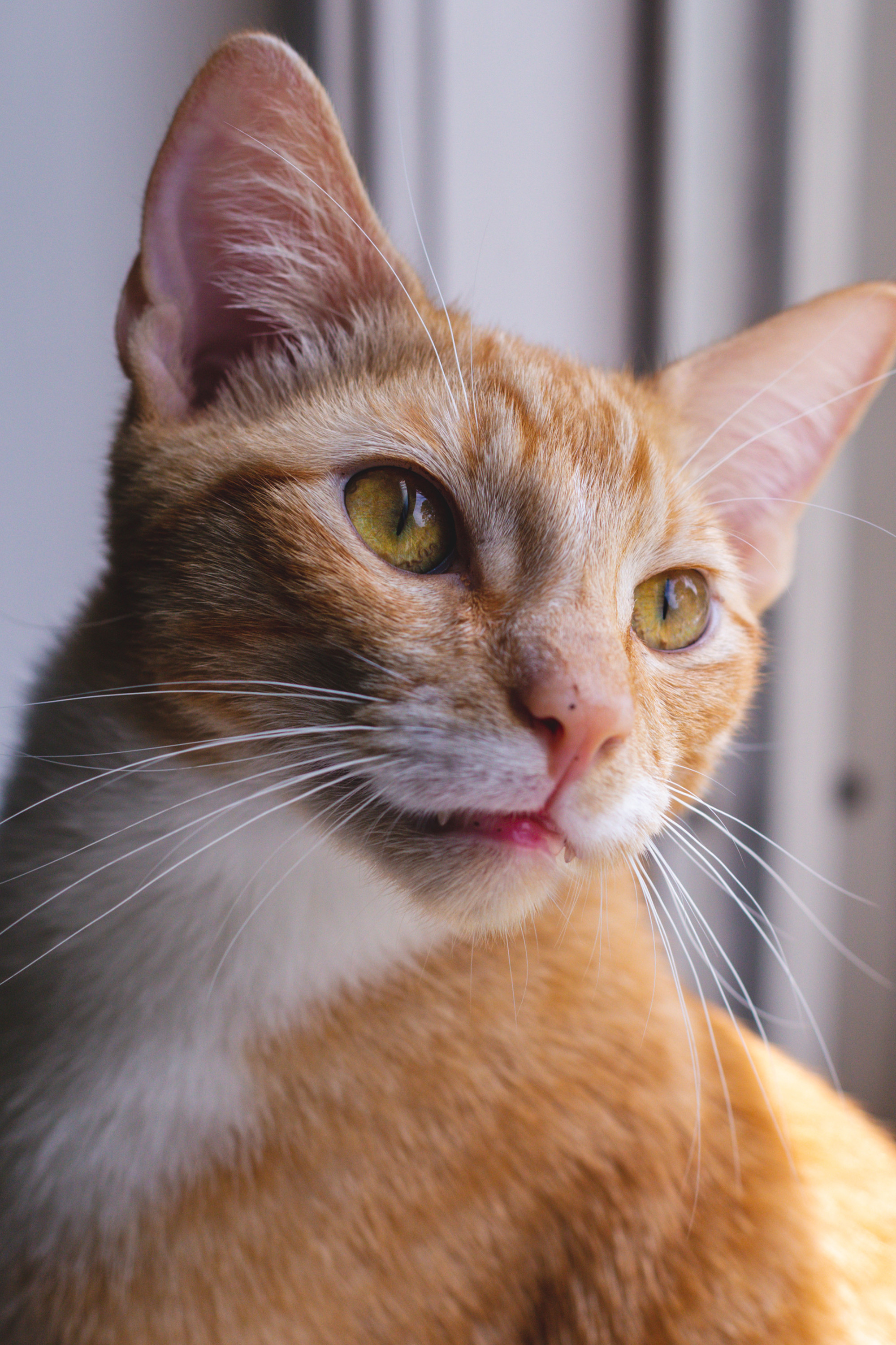 Major the Cat backdrop