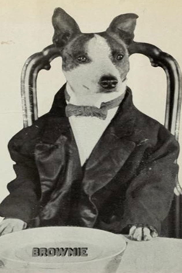 Brownie the Wonder Dog backdrop