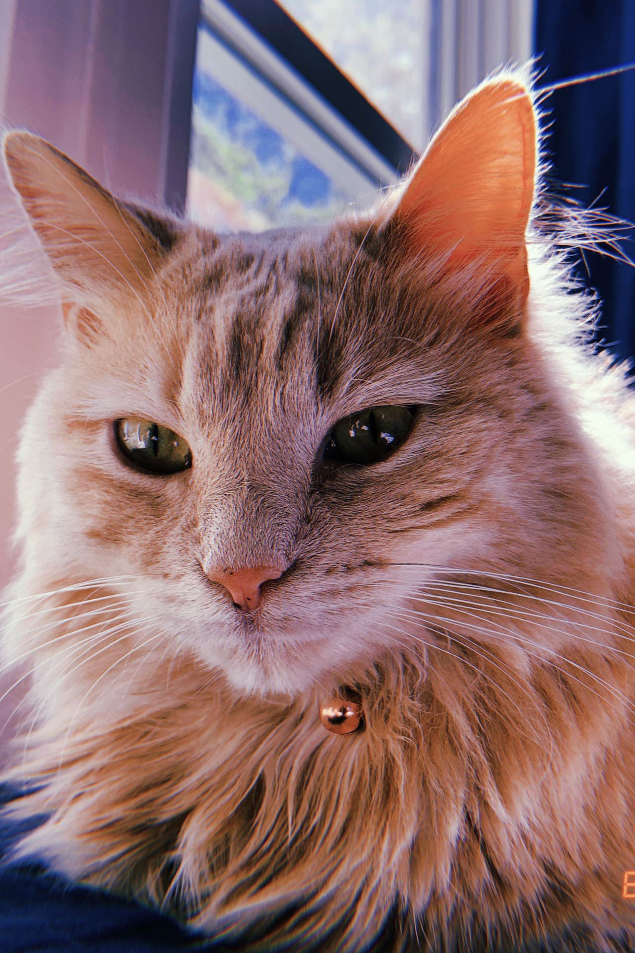 Belle Childers backdrop