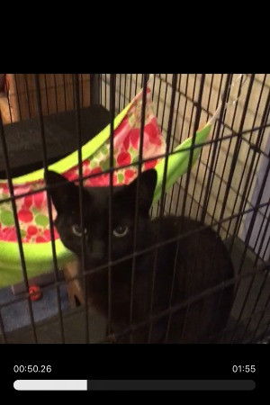 Random Black Cat backdrop