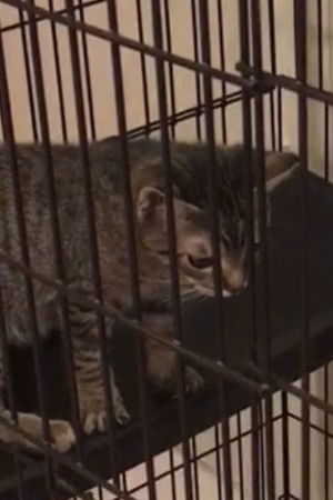 Random Twin Cat #1 backdrop