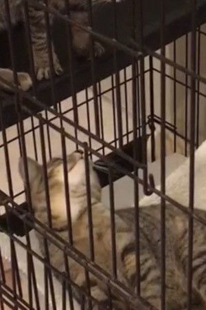 Random Twin Cat #2 backdrop