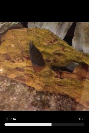 Random Fish Leader backdrop