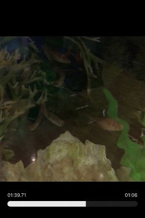 Random Fishies backdrop