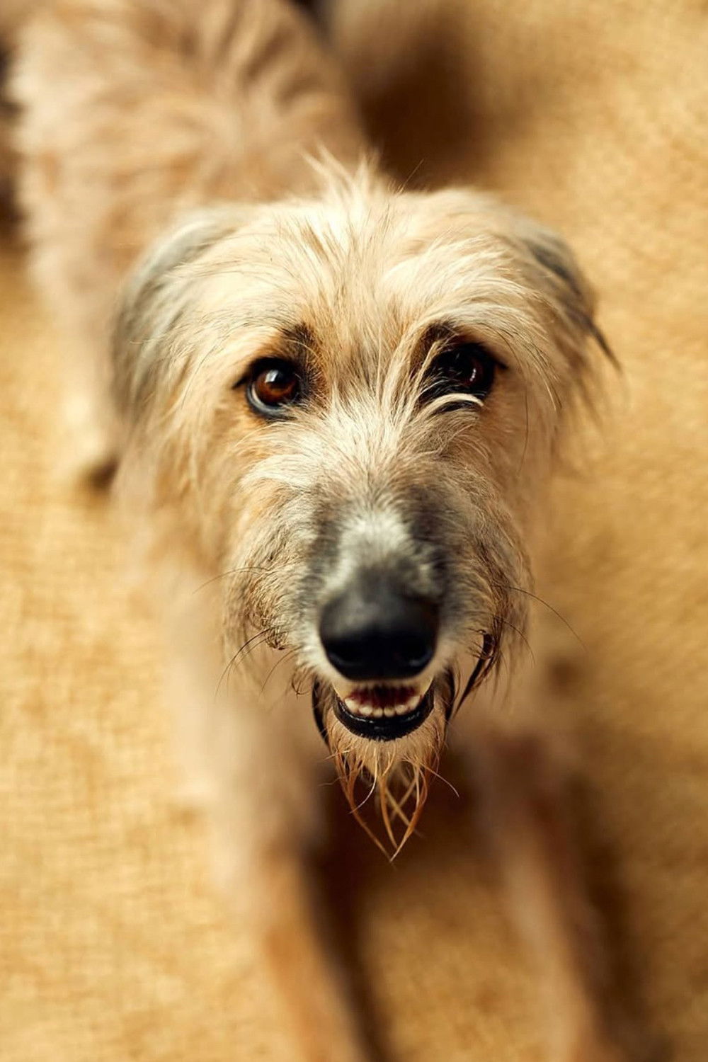 Rosie the Lurcher backdrop