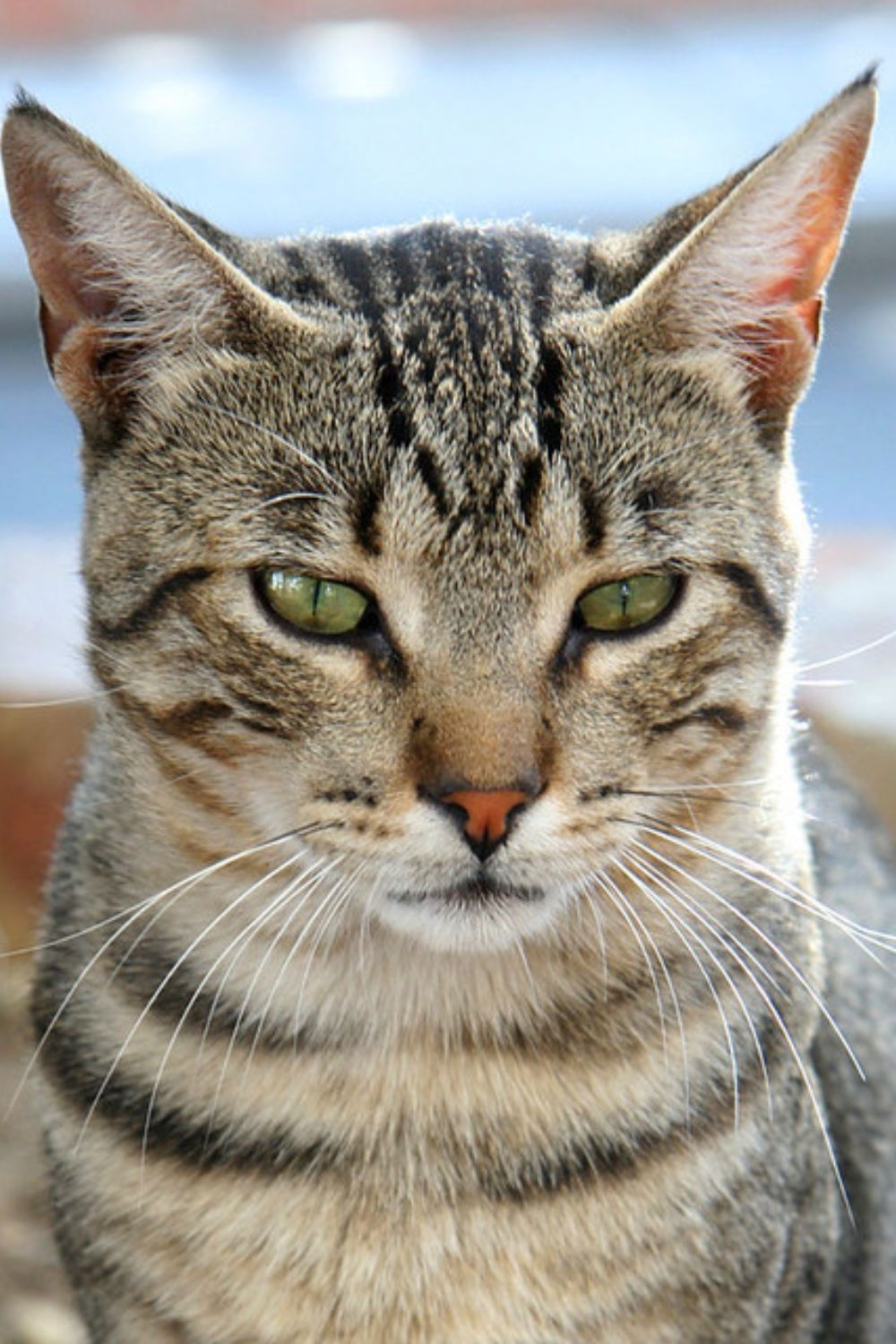 Frida Lopes backdrop