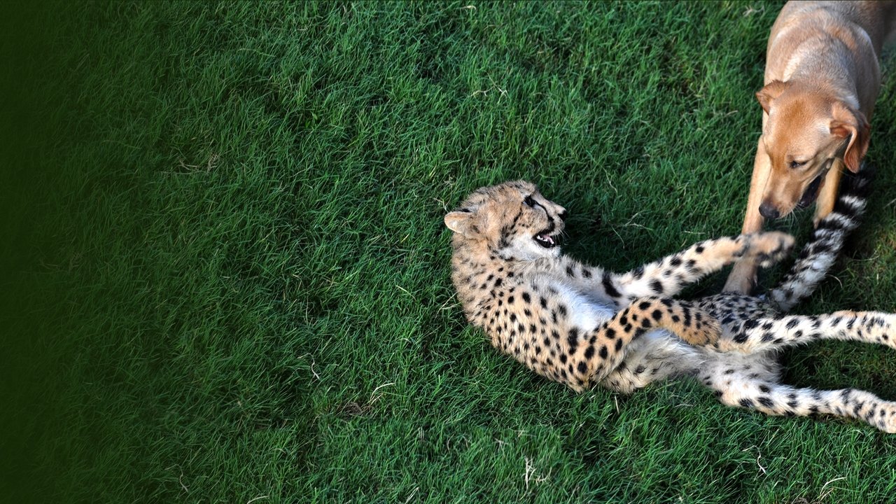 Miq të Pafavorshëm të Kafshëve backdrop