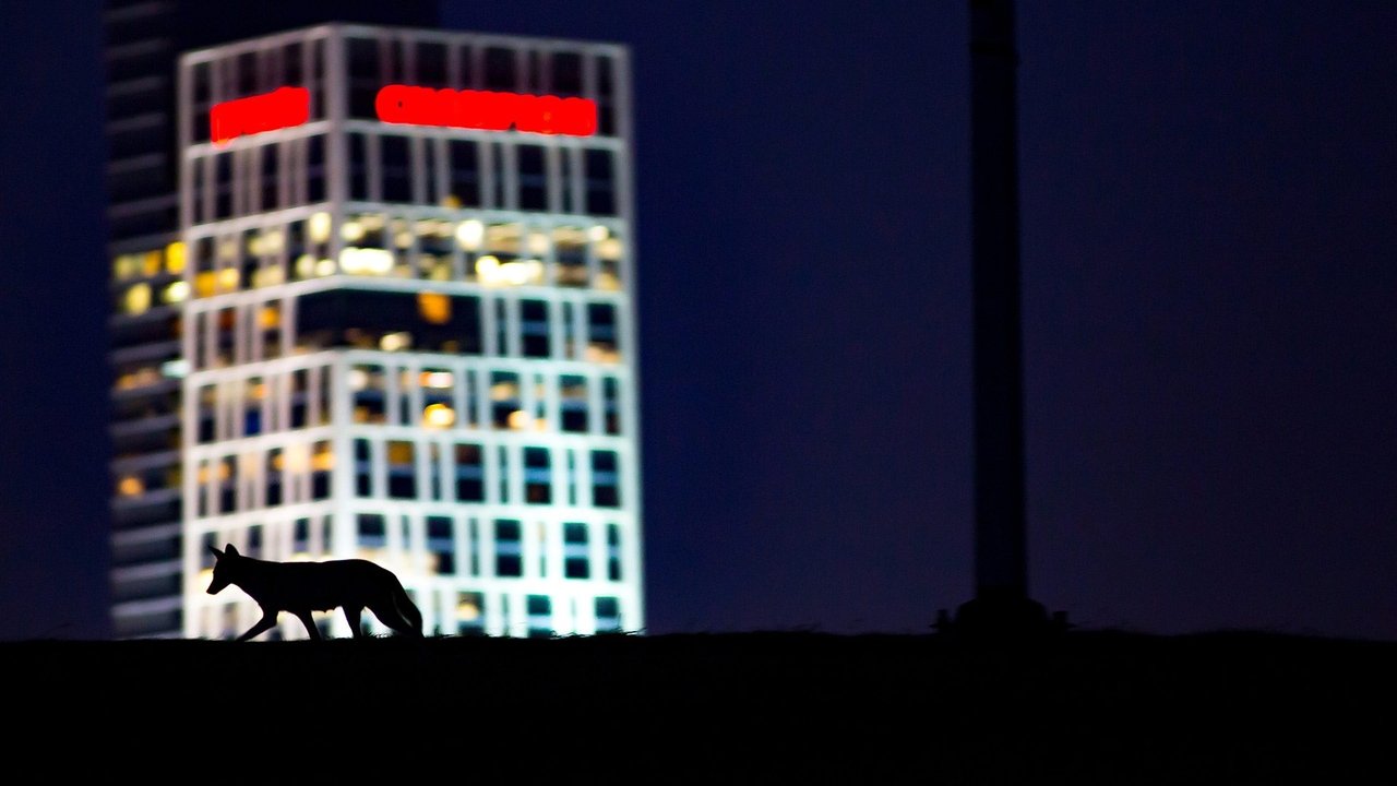 Biseda e Oprahs backdrop