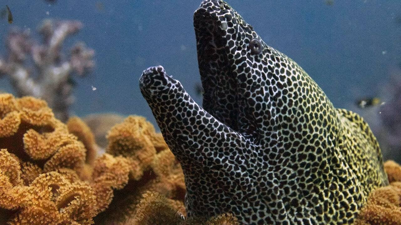 Garë më e Vështirë në Botë: Eco-Challenge Fiji backdrop