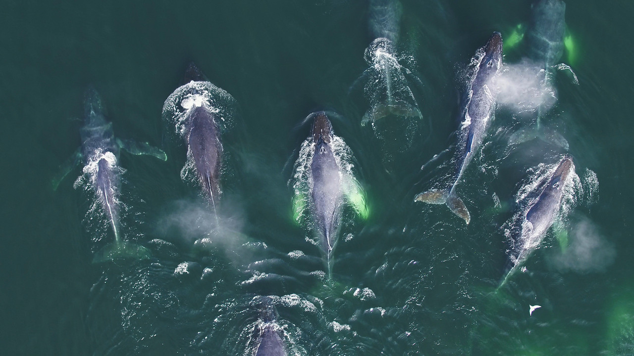 Gjuetarët e Detit Gjenialë backdrop