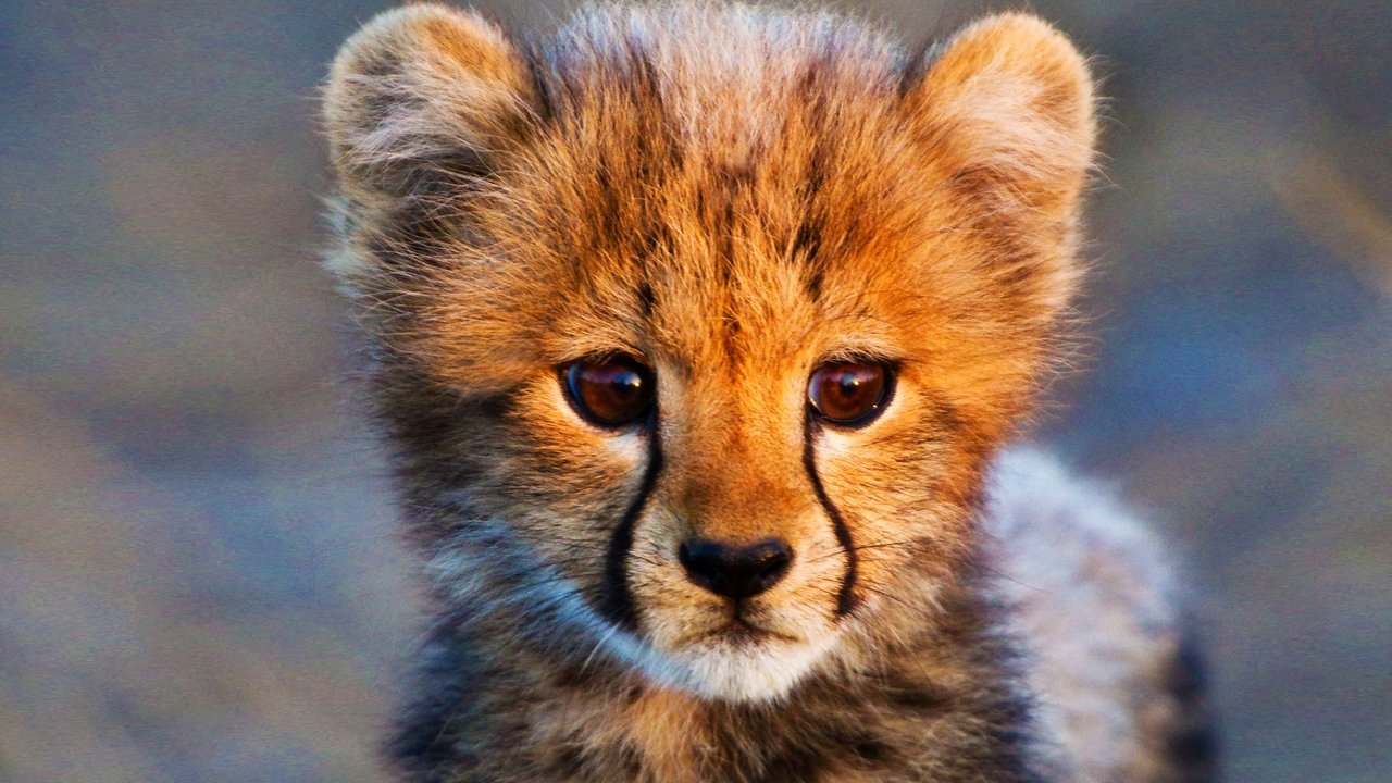 Familja Imperiale e Fundit backdrop