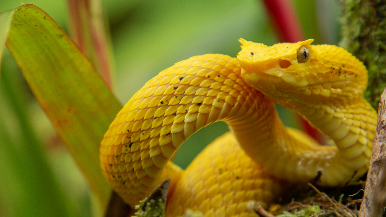 Amerika Qendrore e Egër backdrop