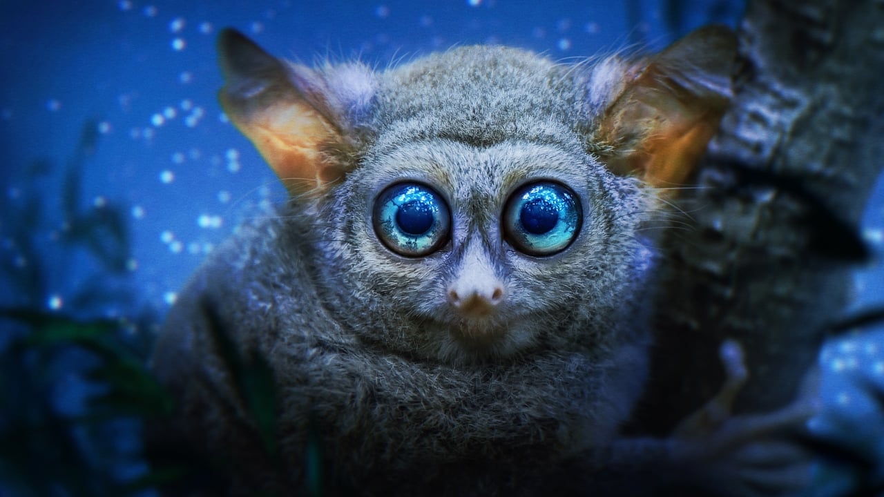 Toka në Natë me Ngjyrë backdrop