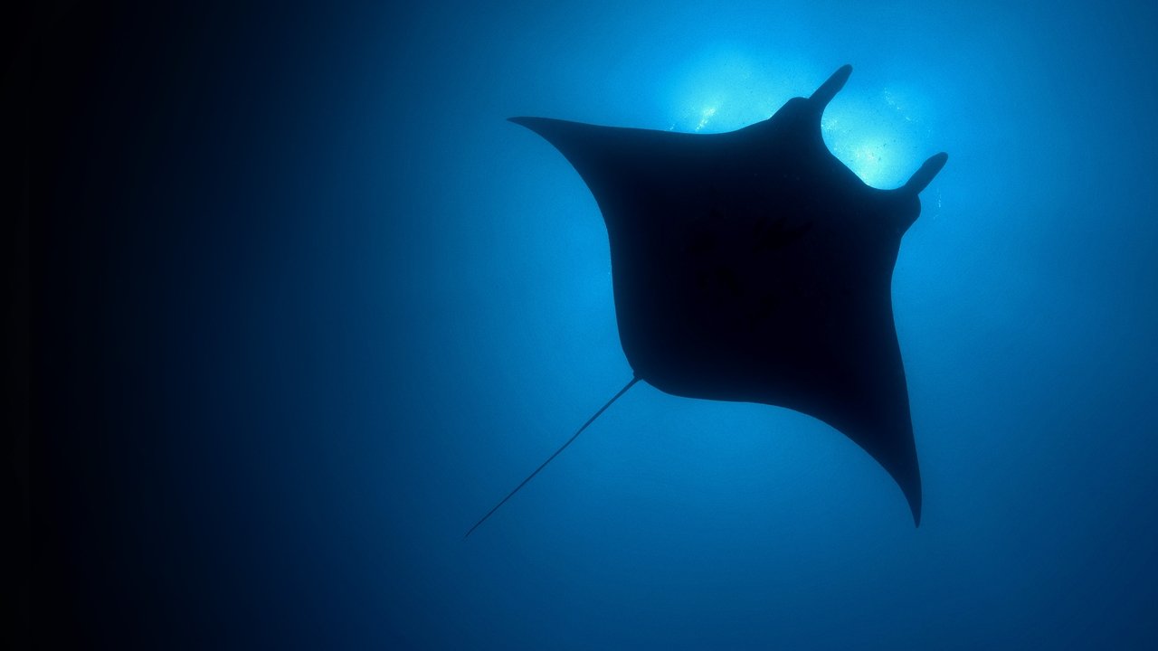 Planeti i kaltër backdrop