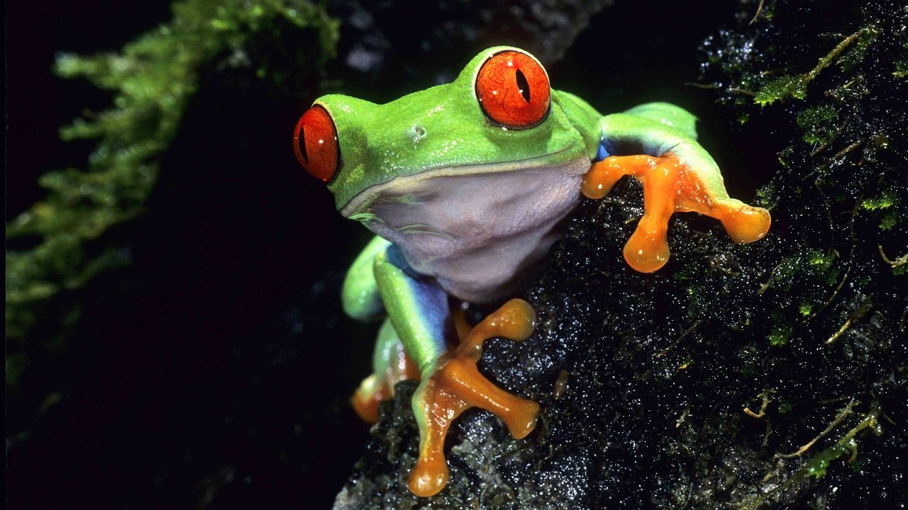 Jeta në Tokë backdrop