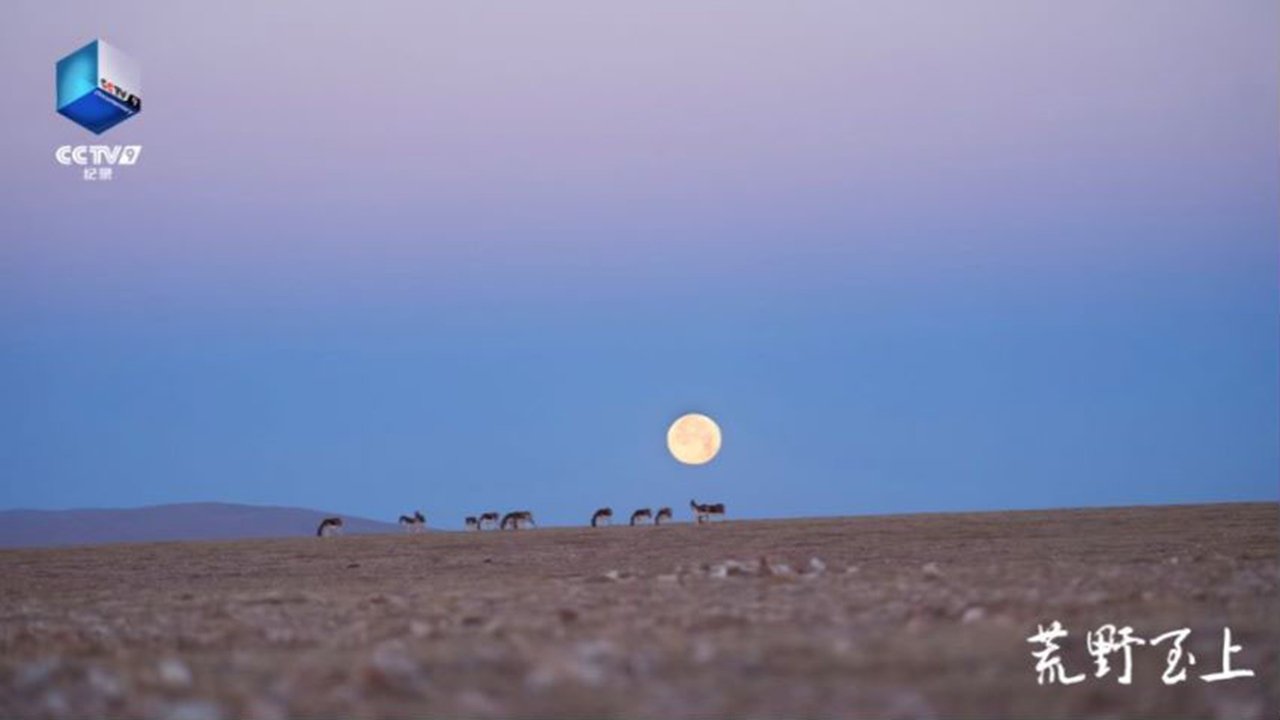 The title 荒野至上 can be translated to Albanian as Më të Mirët e Shkretëtirës backdrop