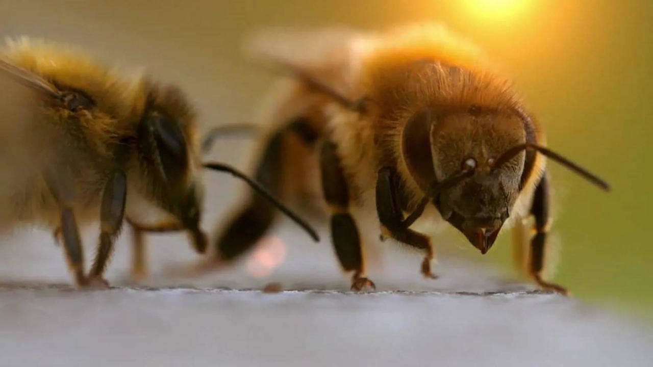 Charlie Bee Company backdrop