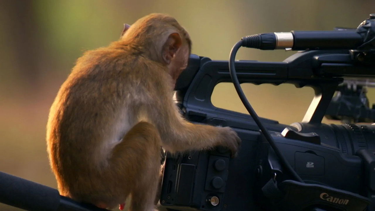 Natyrë e Keqe backdrop