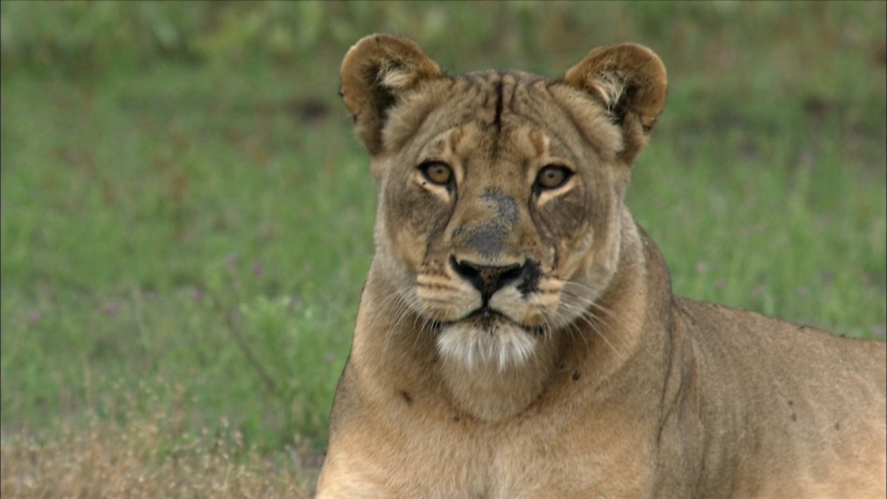 Stories of Africa backdrop