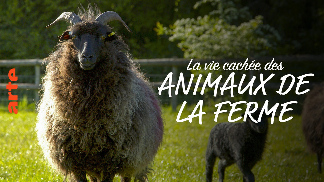 Tregime të Egra nga Ferma backdrop