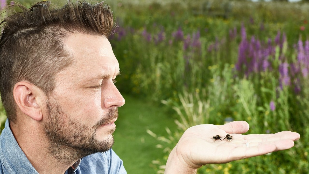 Shpëtimi i Madh i Bletëve të Jimmy-t backdrop