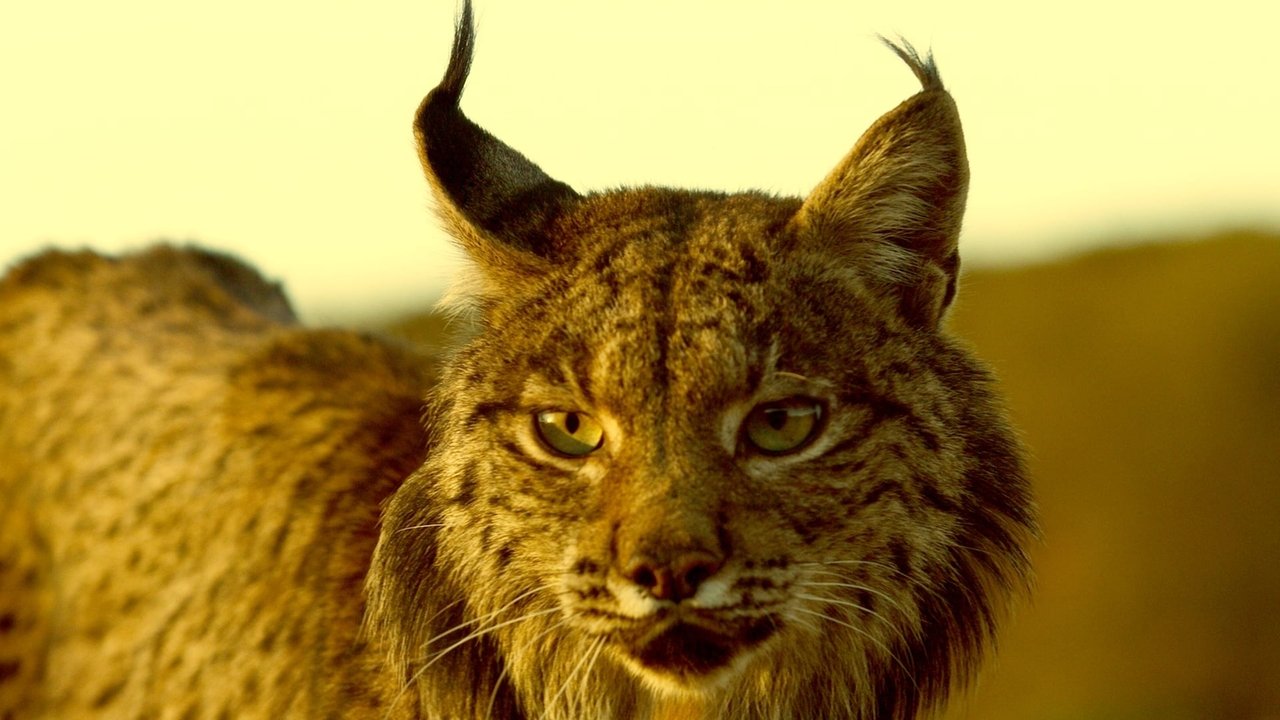 Mace dhe qen të egër backdrop