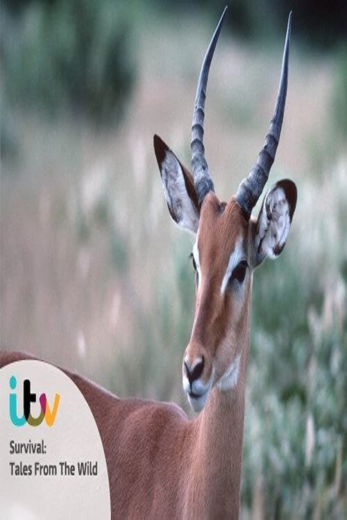 Survival: Tales from the Wild poster