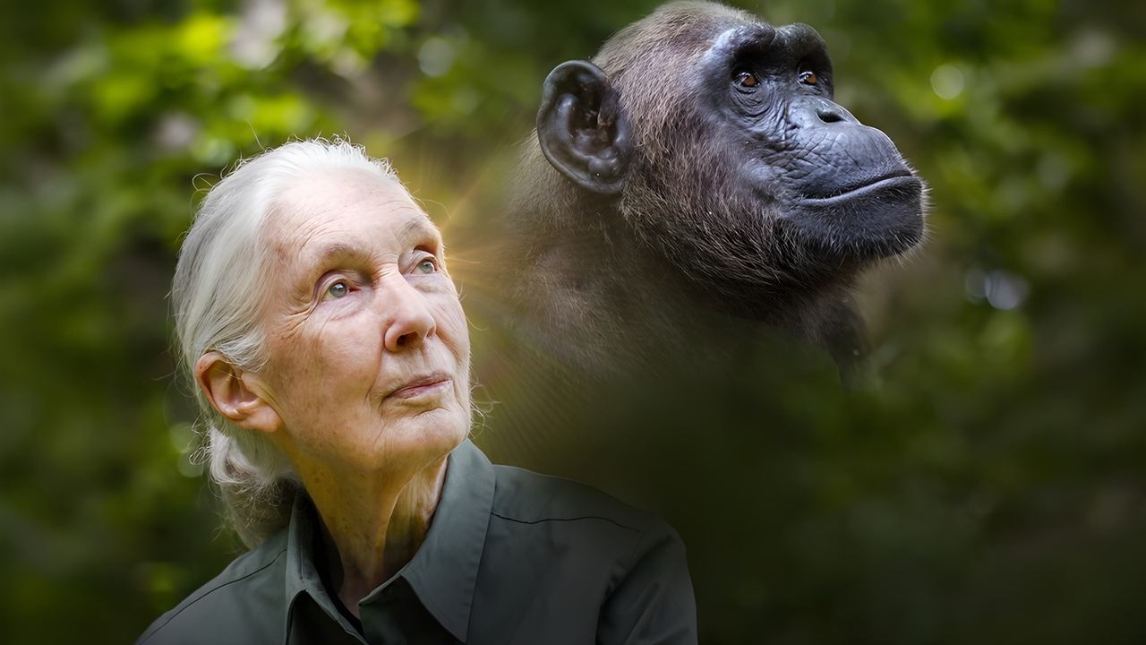 Chimpanzetë e Shpëtuar të Kongos me Jane Goodall backdrop