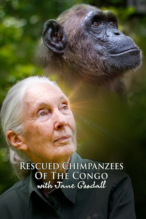 Chimpanzetë e Shpëtuar të Kongos me Jane Goodall poster