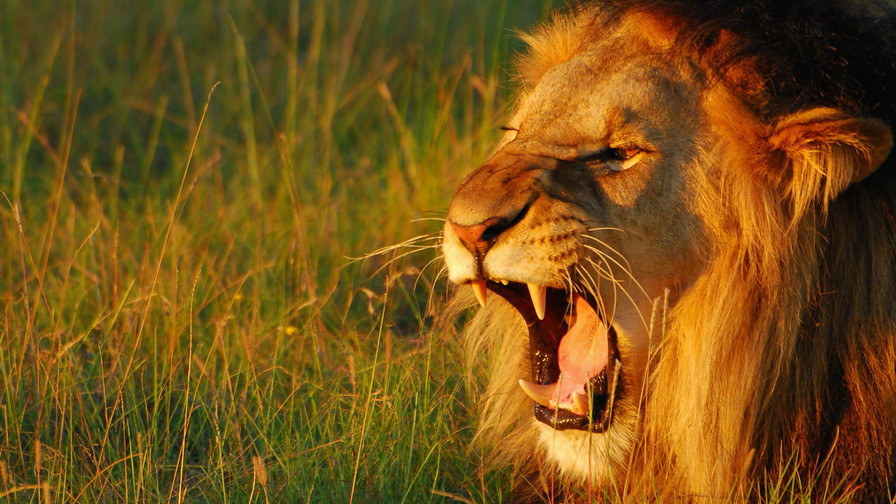 Botë Sekrete e Zërit backdrop