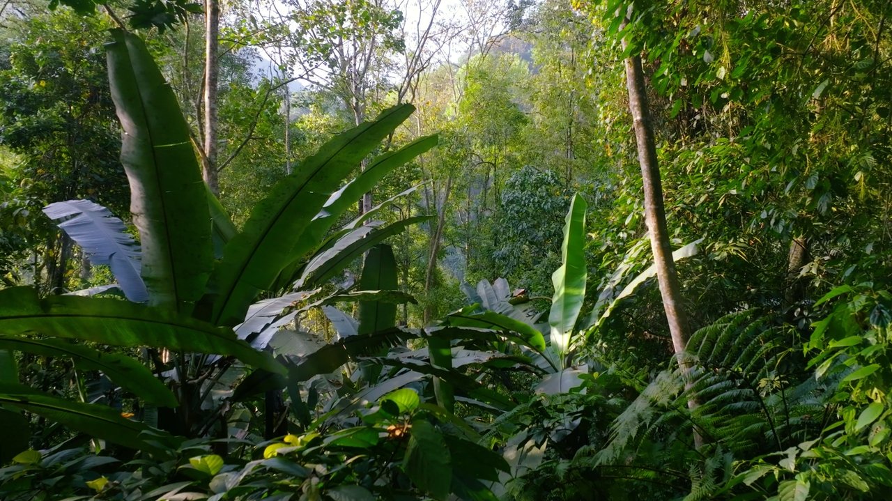 Spectaklet e Gjalla backdrop