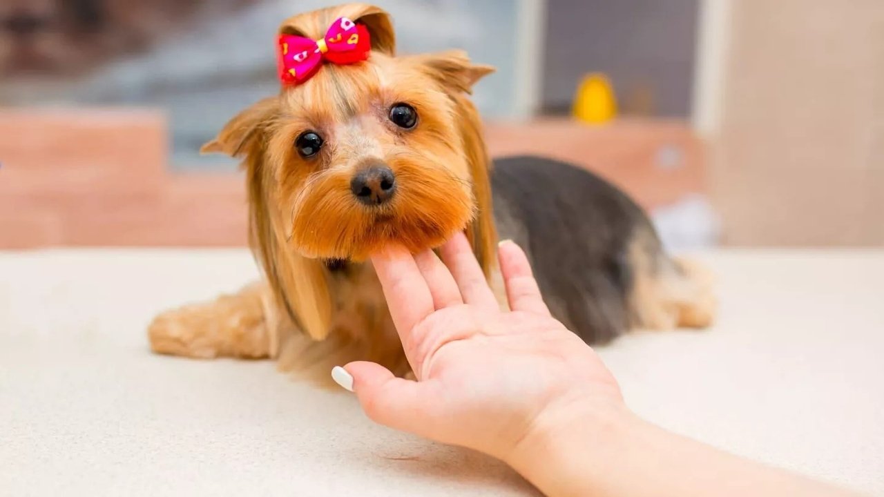 Animal Art: Photogenic Creatures backdrop