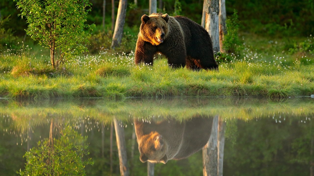 Njësoj si Ne backdrop