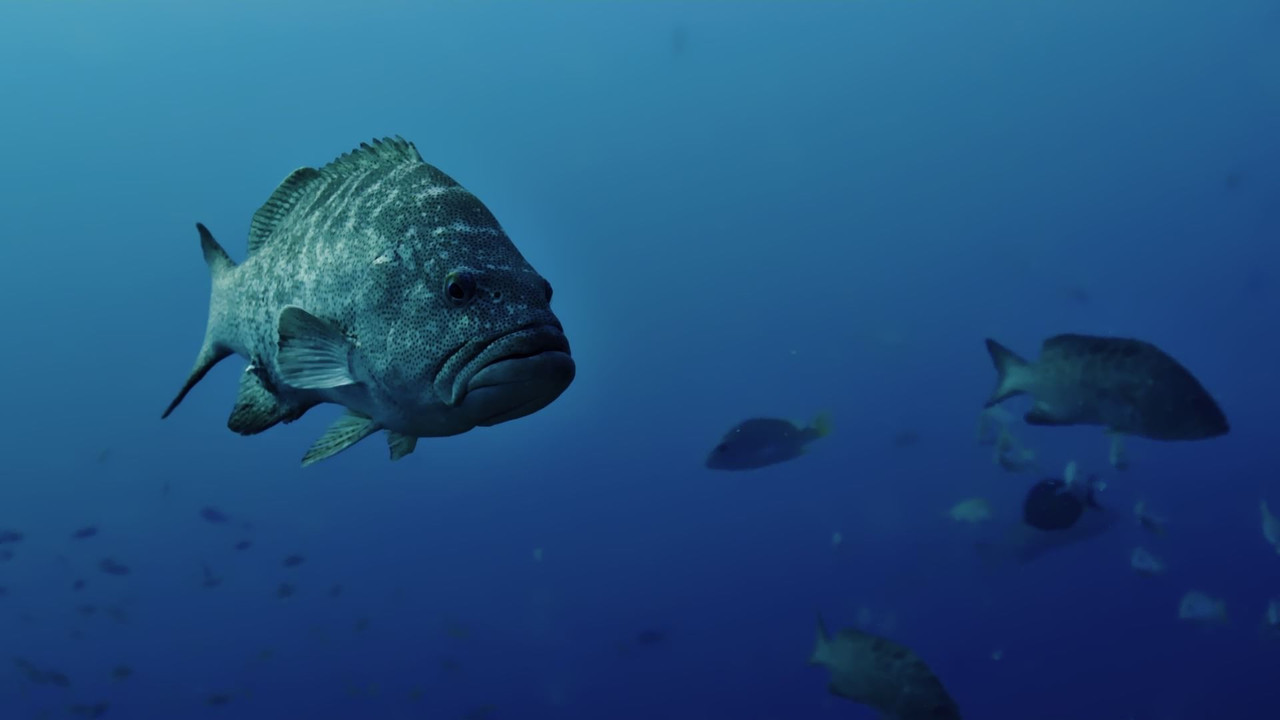 Golfo i Kalifornisë backdrop