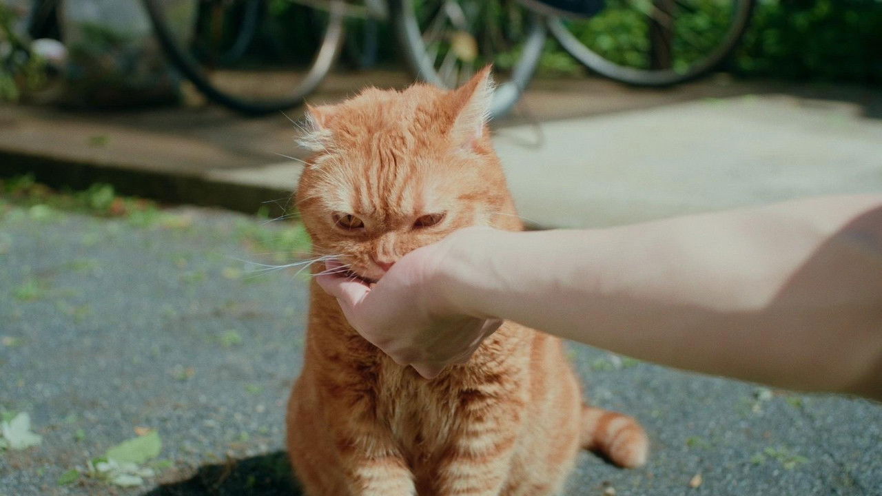 Disa Dashuri Fillon me Identitet të Gabuar backdrop