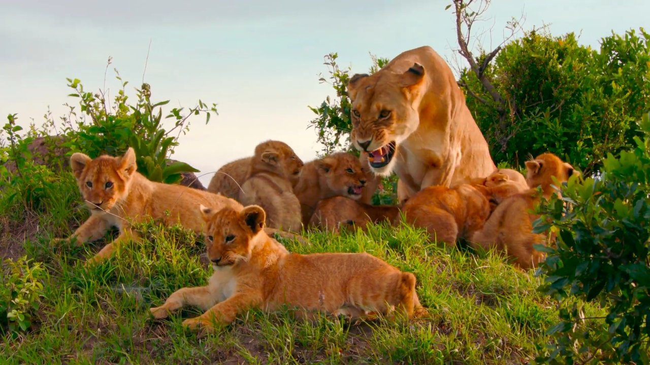 Vëllazëria e Luanëve backdrop