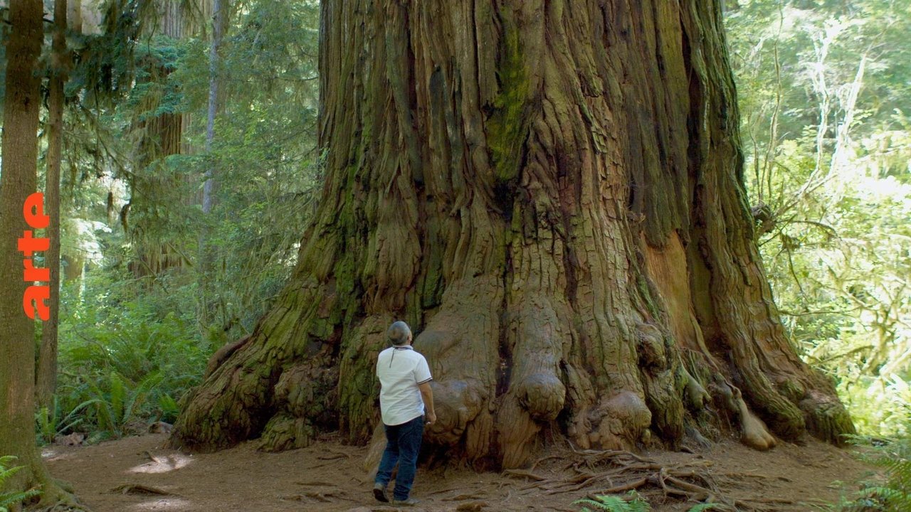 Toka e legjendave backdrop