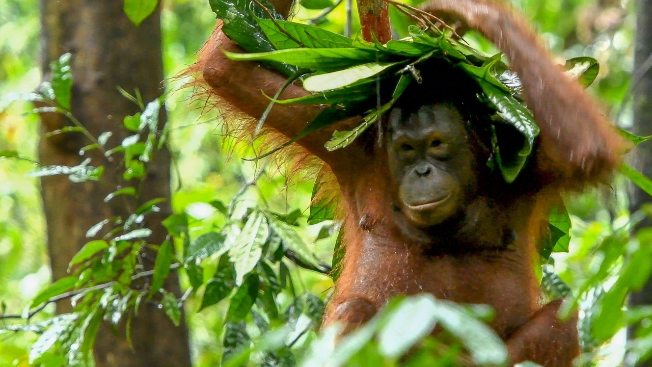 Brenda Pyjeve të Magjishme backdrop