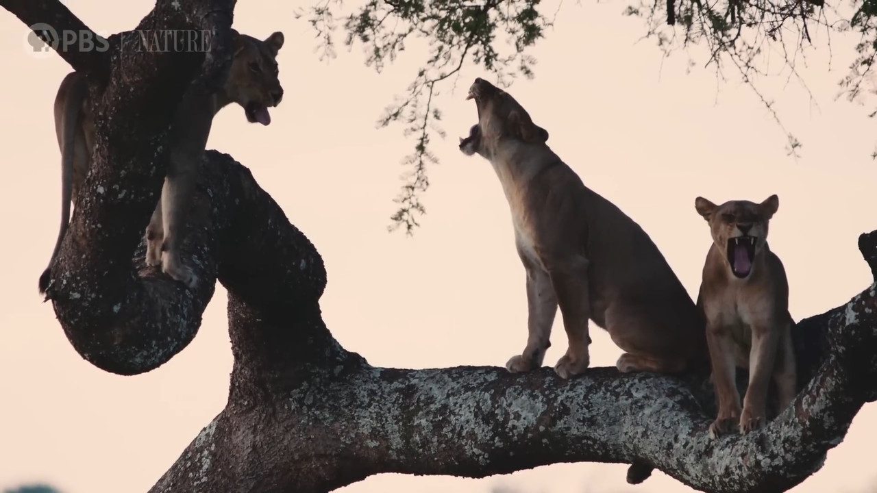 Katavi, Parajsa e Rënë e Afrikës backdrop