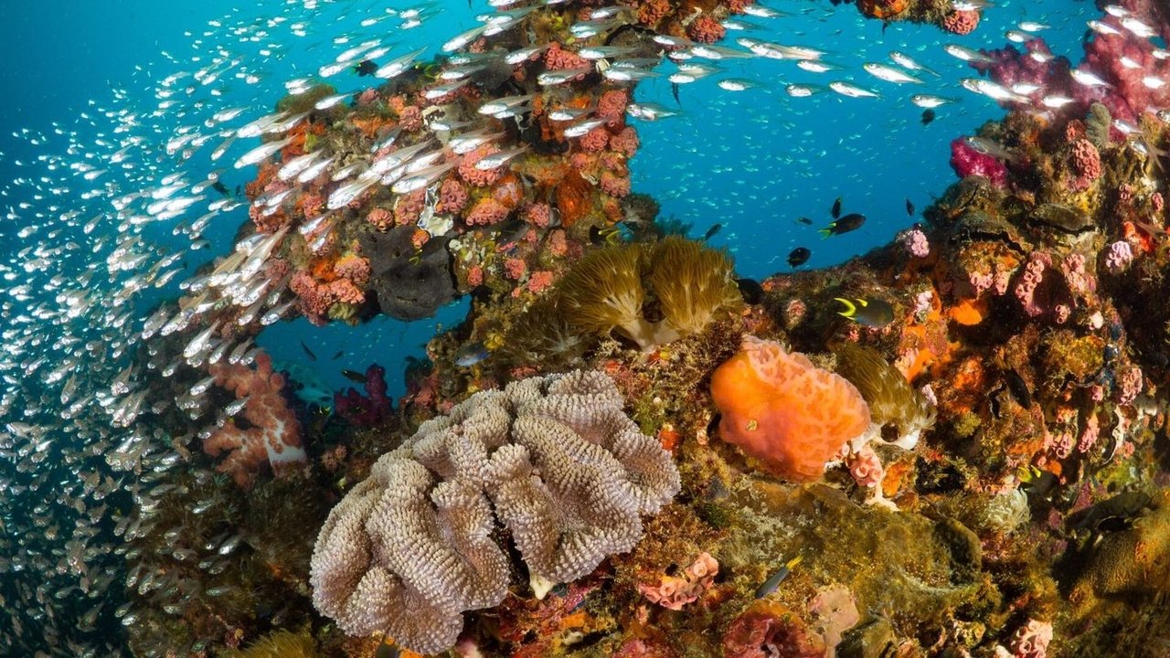 Rojet e Barrierës së Madhe të Korales backdrop