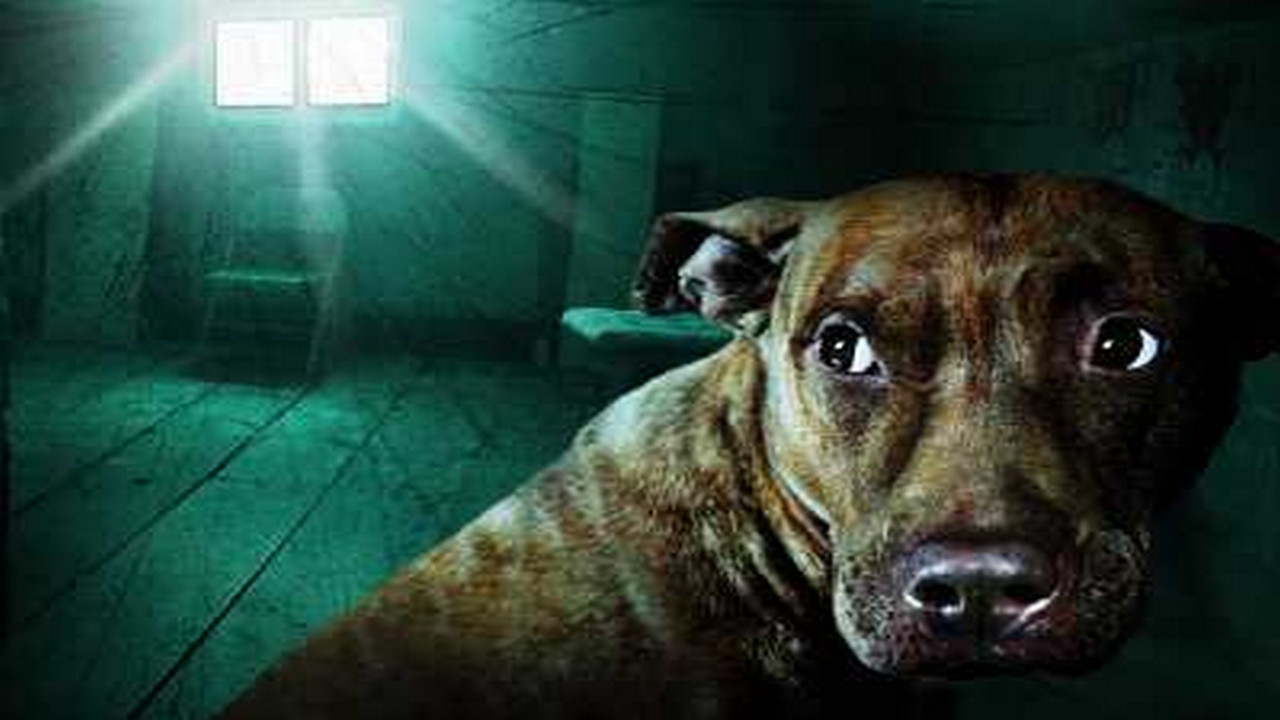 Të Ndjekurit backdrop