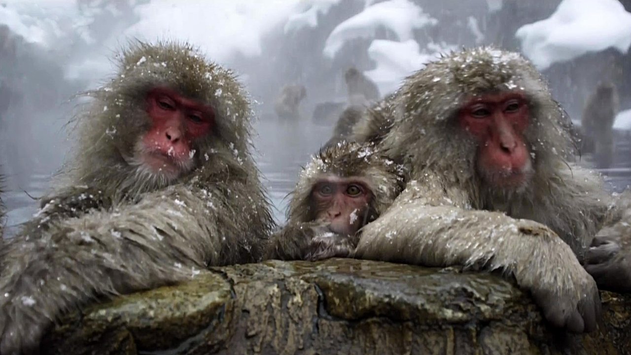 Forca e Jetës backdrop