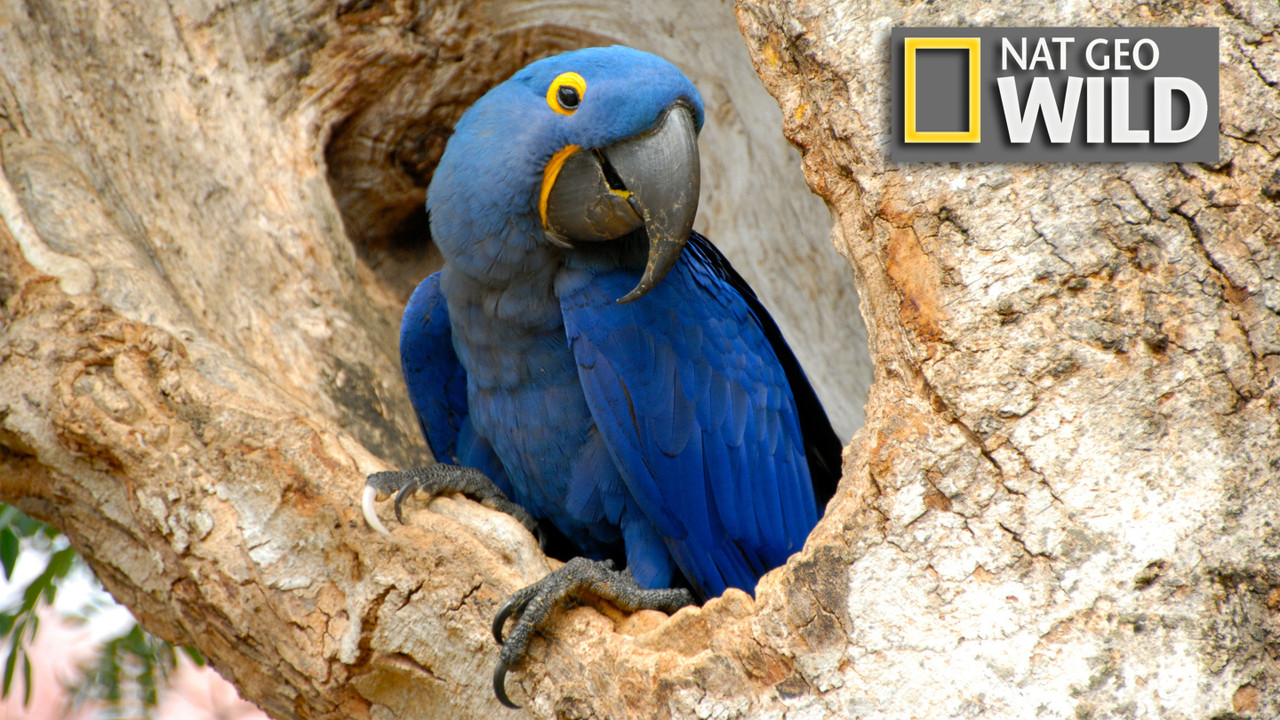 Latin Amerika më e egra backdrop