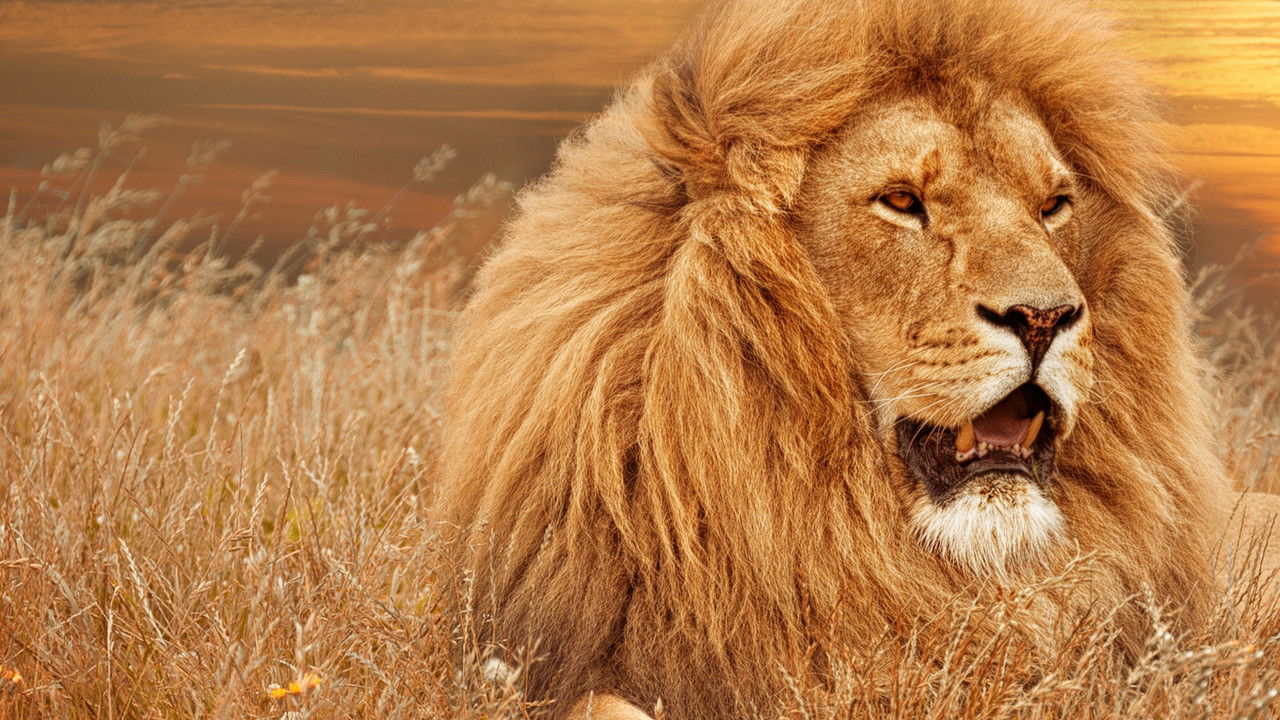 Timbavati: Një Histori Epike e Maceve backdrop