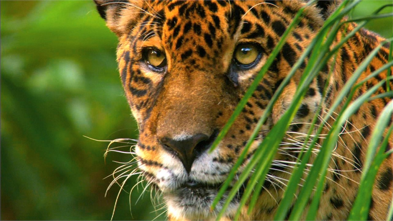 Amazonia e Egër backdrop